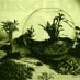 Terrariums: Gardens under glass (1971)