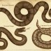 Avoid whiskey for snake bites (1910)