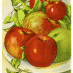 15 apple recipes from Fannie Farmer (1913)