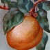 5 fruit desserts: Apples, prunes & apricots (1919)