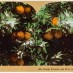 4 juicy orange dessert recipes (1897)