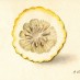 Citron preserves recipe