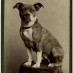 No more rabies (1885)