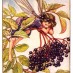 6 recipes from the elderberry bush (1921)