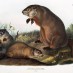 How did Groundhog Day start? (1910)