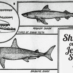 Why the man-eating sharks off Jersey coast? (1916)