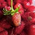4 loganberry recipes (1913)