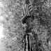 The last Fourth of July before WWII (1941)