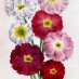 New Year’s flower gift meanings (1897)