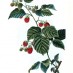 2 sweet, summery raspberry desserts (1904)