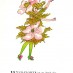 6 Flower Children (1912)