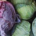 cabbages