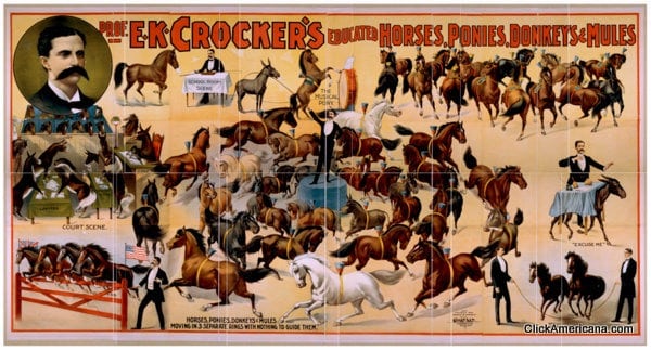 crockers-horses-1899 (2)