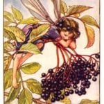 elderberry-fairy-vintage-ca