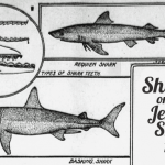 jersey-shore-sharks