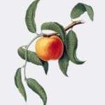 peach-botanical-print-c1830