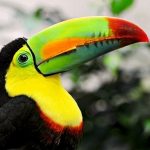 toucan-bird