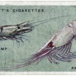 vintage-cigarette-card-shrimp-prawn
