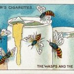 wasps-honey-vintage-postcard
