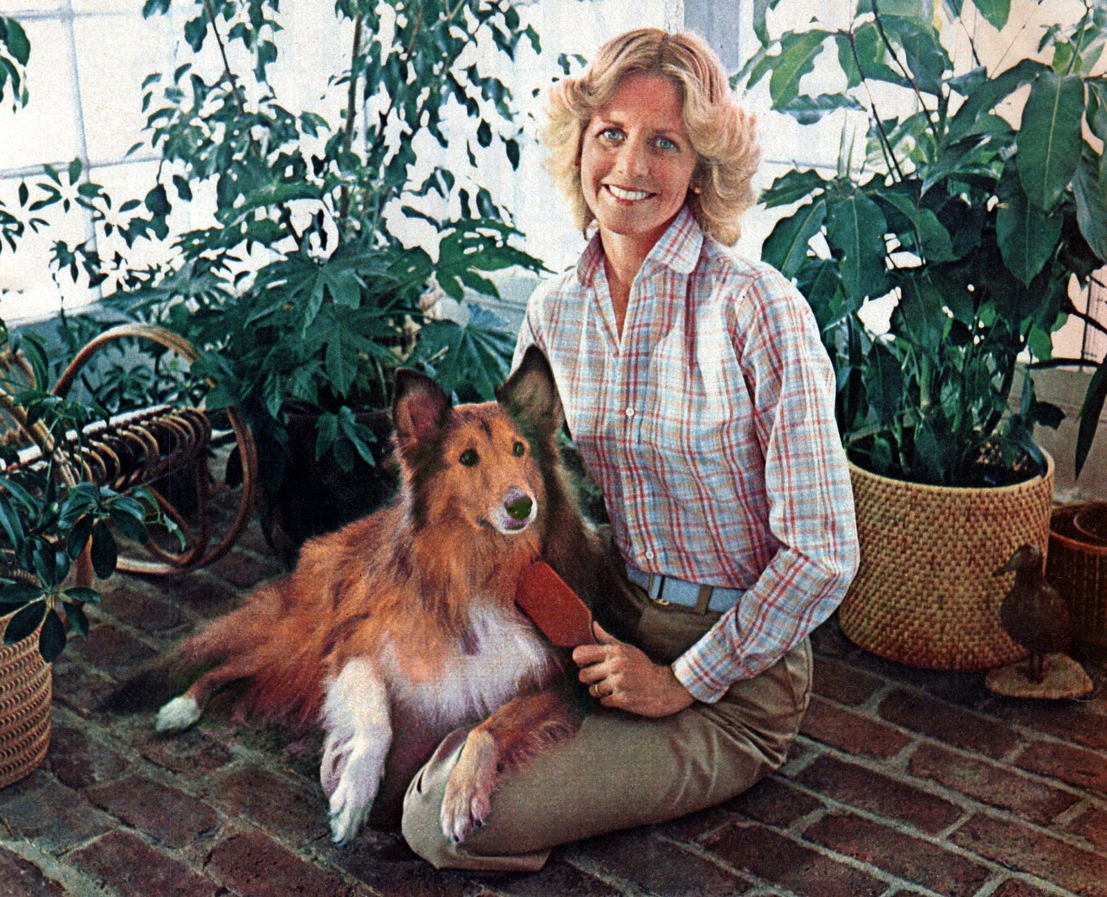 1970s dogs via ClickAmericana com