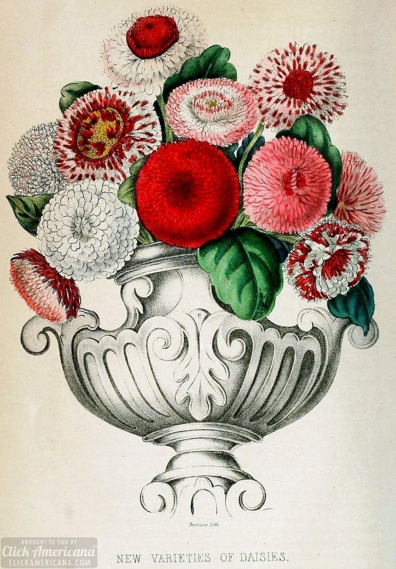 Flower meanings - Antique floral botanical prints