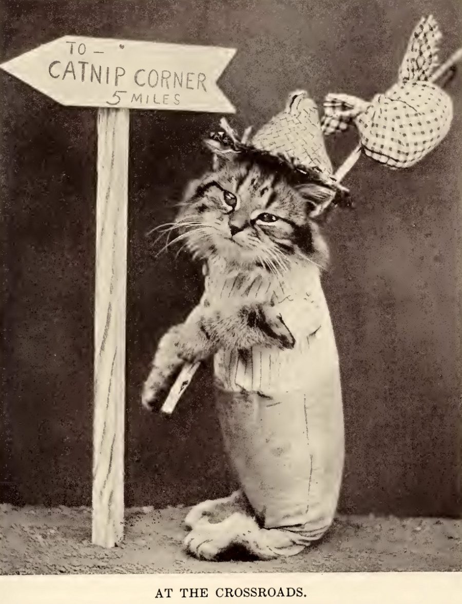 These cute kitten photos from 100 years ago prove that tiny cats are ...