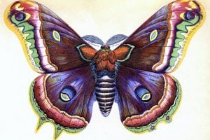 Big beautiful butterfly - Perspectives on our place in time from 1894