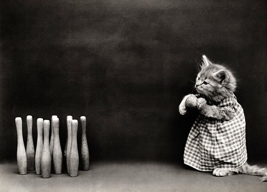 These cute kitten photos from 100 years ago prove that tiny cats are ...