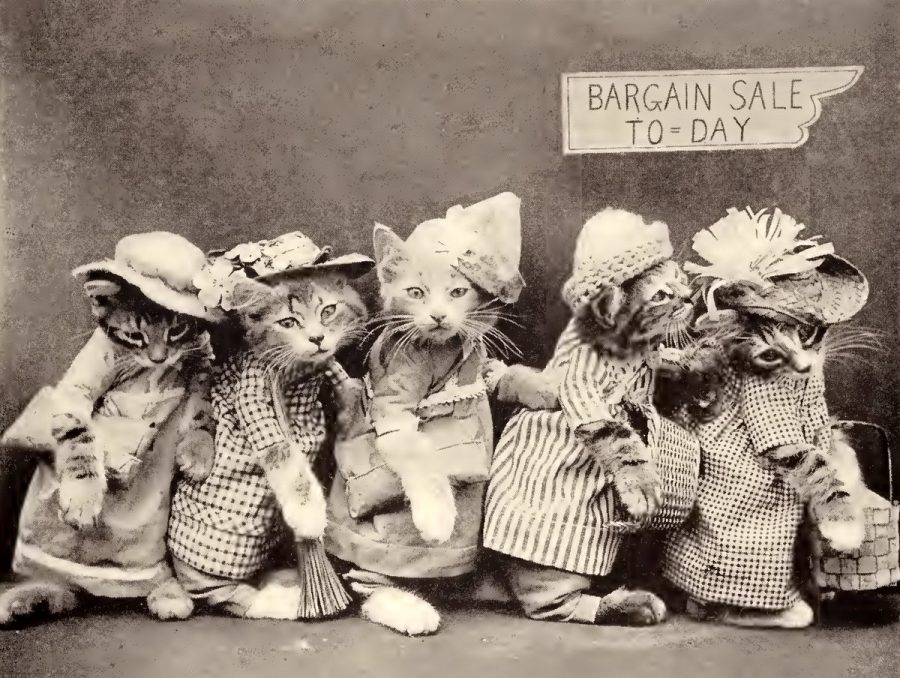 These cute kitten photos from 100 years ago prove that tiny cats are ...
