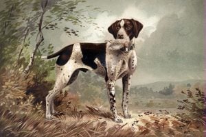 Dog lithograph by Herman Bencke (c1879)