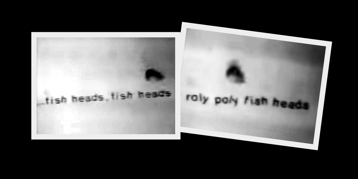 roly poly fish heads roly poly fish heads
