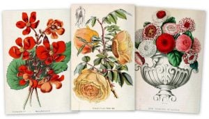 Floral gifts New Year's flower meanings (1897)