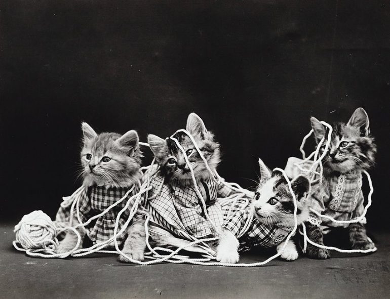 These cute kitten photos from 100 years ago prove that tiny cats are ...