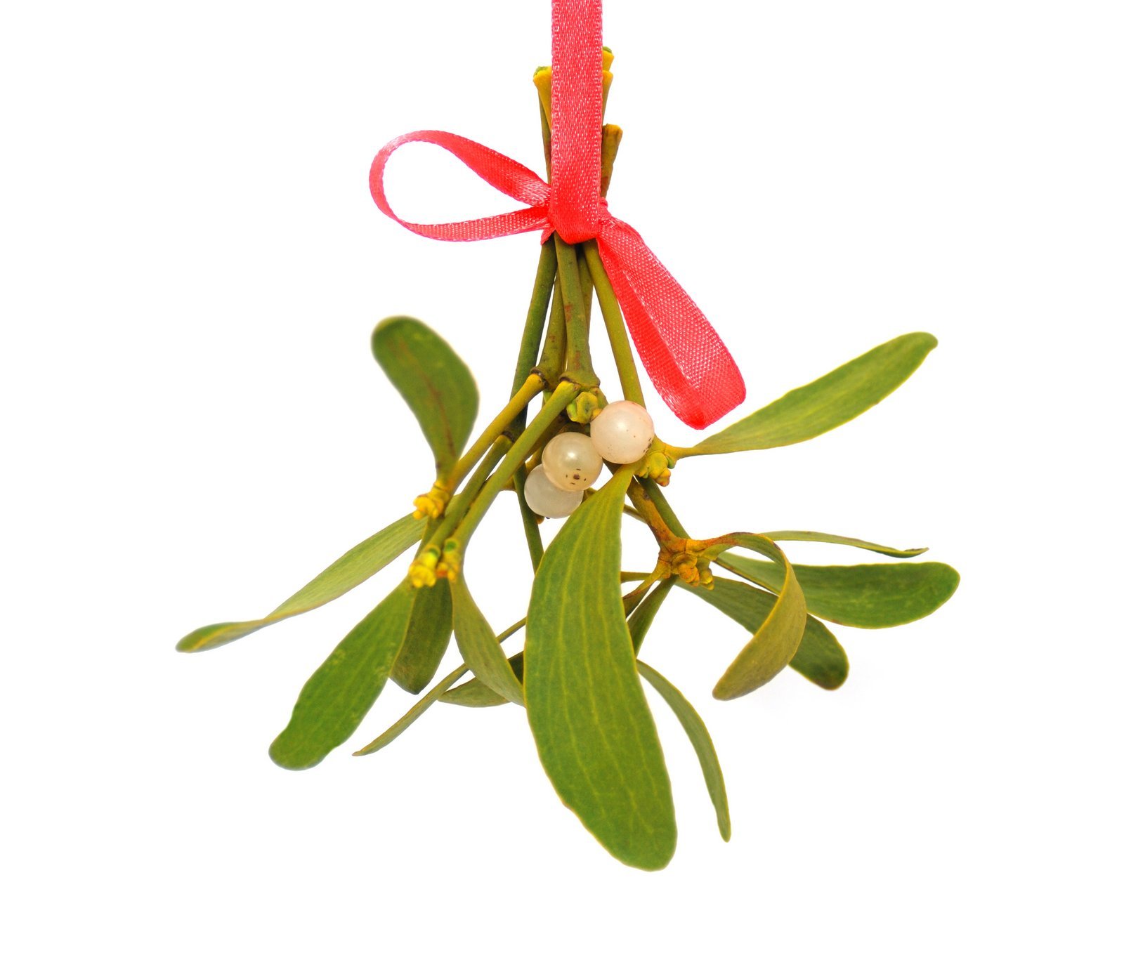 Why do people kiss under mistletoe? Look back at the history of this holiday tradition Click