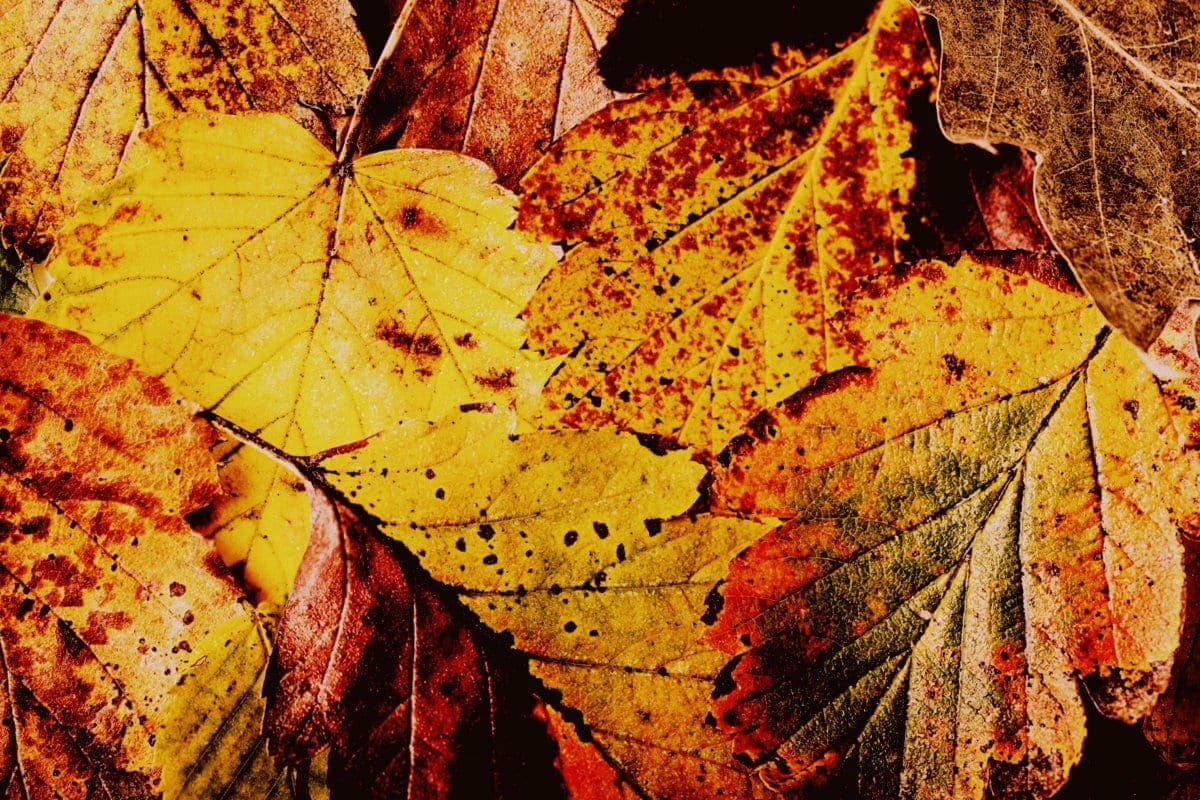 Preserve autumn leaves the old-fashioned way