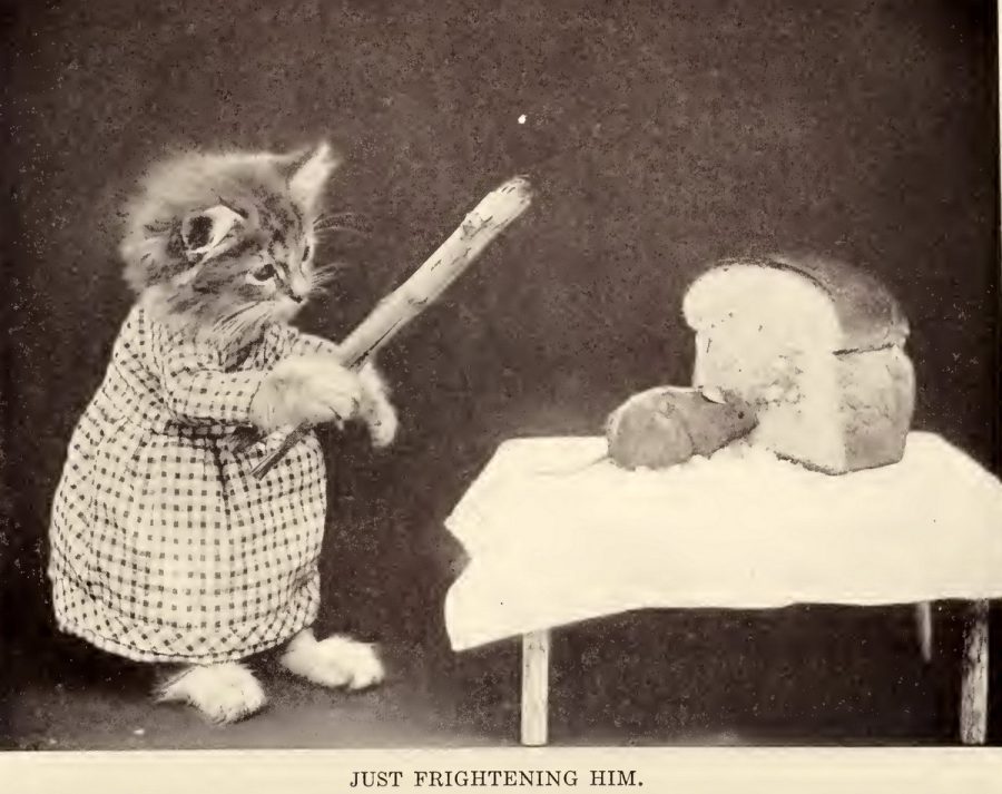 These cute kitten photos from 100 years ago prove that tiny cats are ...