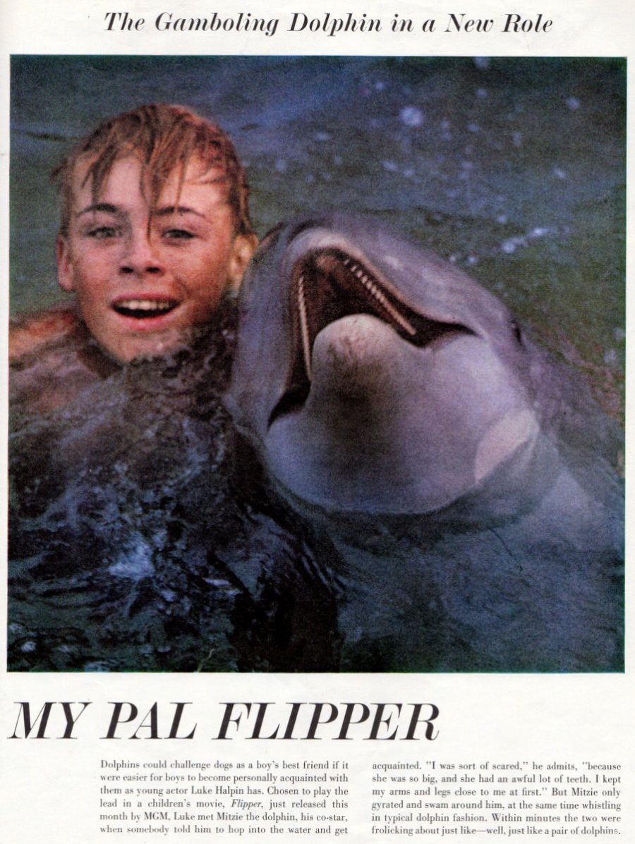 Flipper the dolphin Look back at the 1960s TV show & movie Click