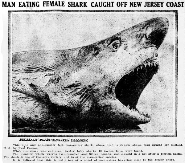 Maneating shark attacks on the New Jersey shore made headlines