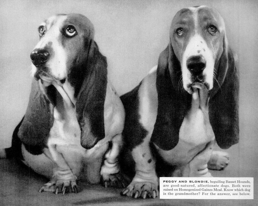 Old-fashioned 1957 Gaines Dog meal food via ClickAmericana com