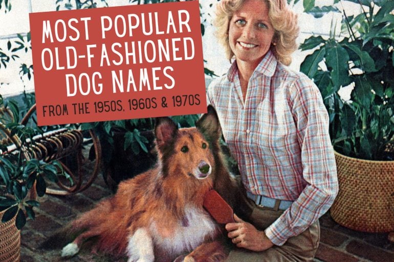 Old-fashioned dog names from the 1950s, 1960s & 1970s, featuring popular retro pet name ideas.