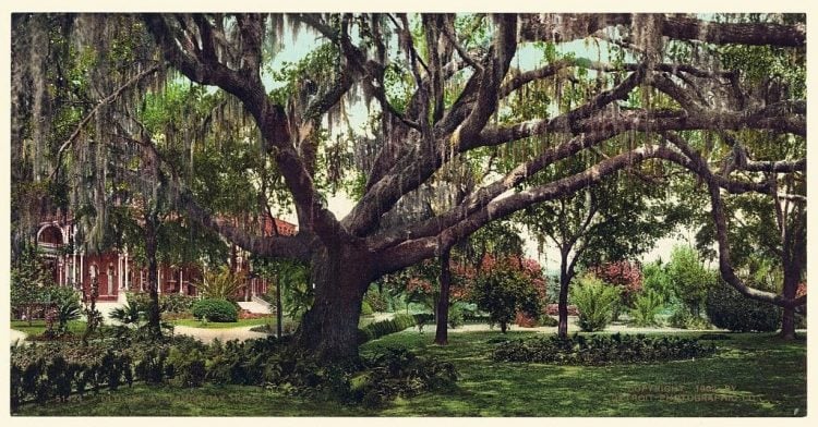 Old oak at Tampa Bay Hotel