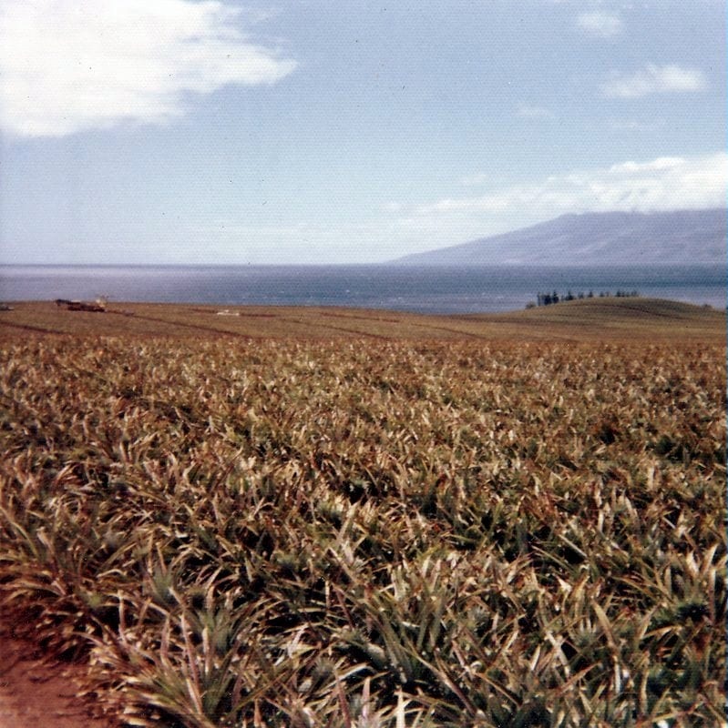 Old pineapple fields near Kapalua with view of Molokai - 1970s