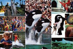 Sea World San Diego Shamu the killer whale, dolphins and more