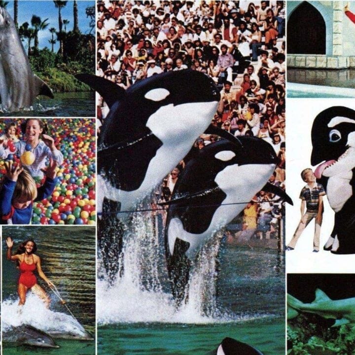 Sea World San Diego Shamu the killer whale, dolphins and more