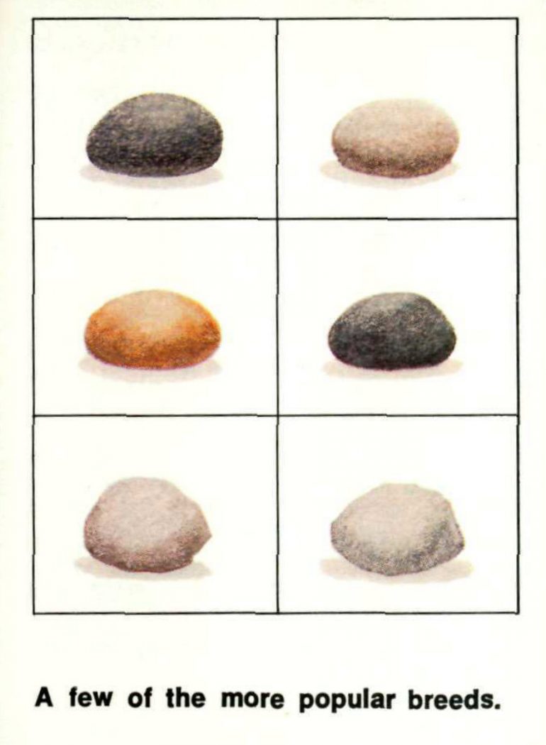 Pet Rock history: See vintage rocks, care instructions &amp; more about the ...