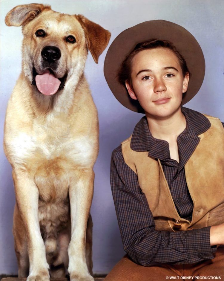 Disney’s Old Yeller: The classic movie about the best doggone dog in