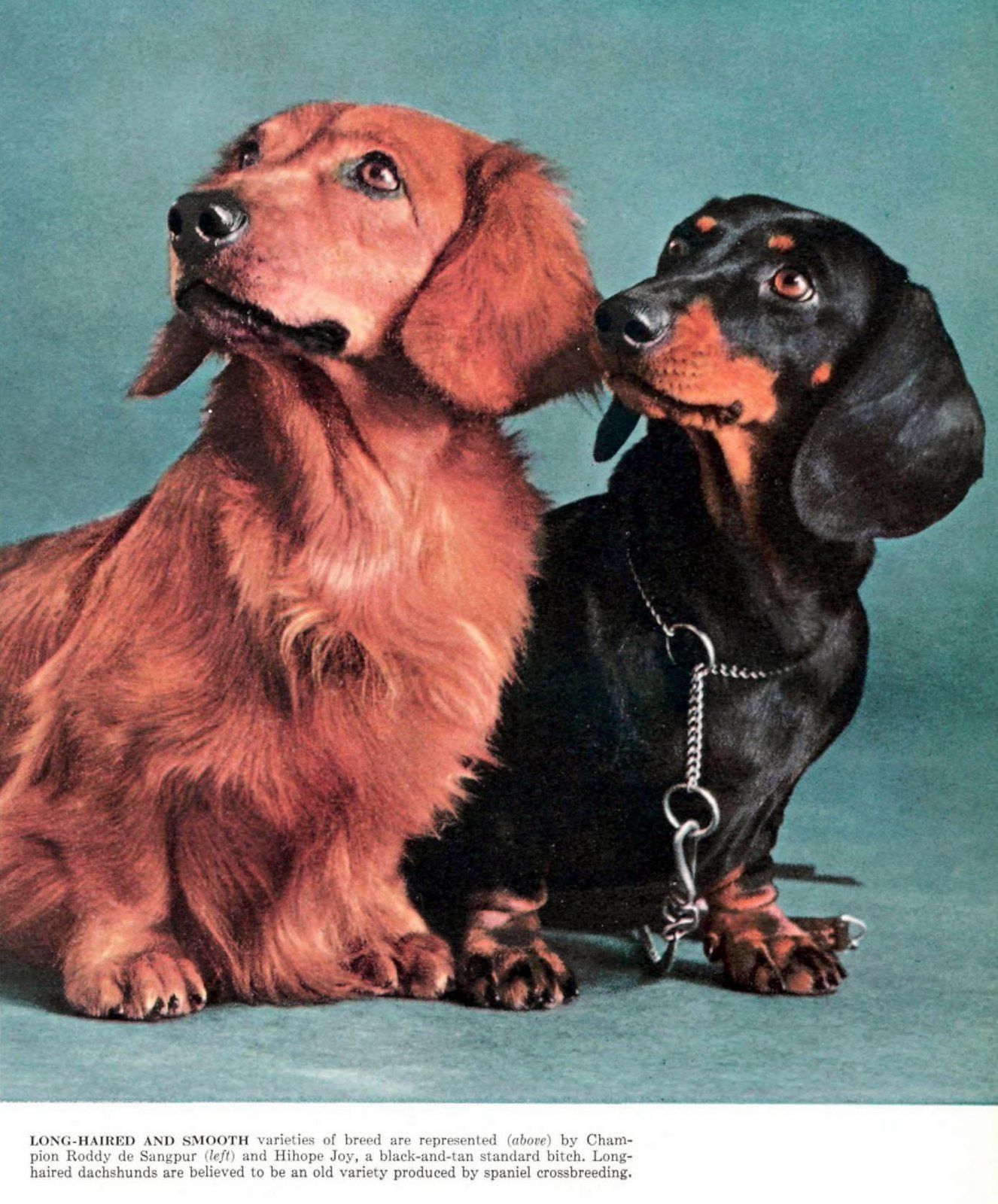 Two dachshund dogs (1955) via ClickAmericana com
