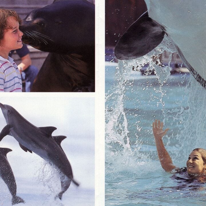 Vintage 80s Marine World Africa USA