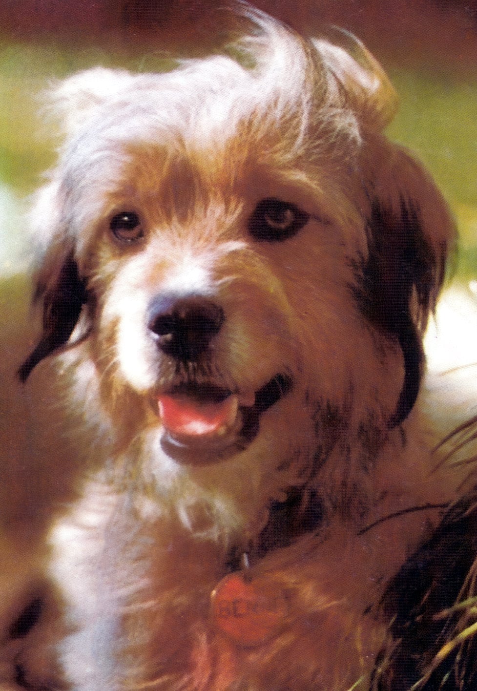 Benji movie magic: How a stray dog stole America's heart in the 1970s 6 Vintage photo Benji the dog (1) via ClickAmericana com