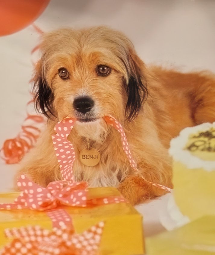 Benji movie magic: How a stray dog stole America's heart in the 1970s 8 Vintage photo Benji the dog (2) via ClickAmericana com